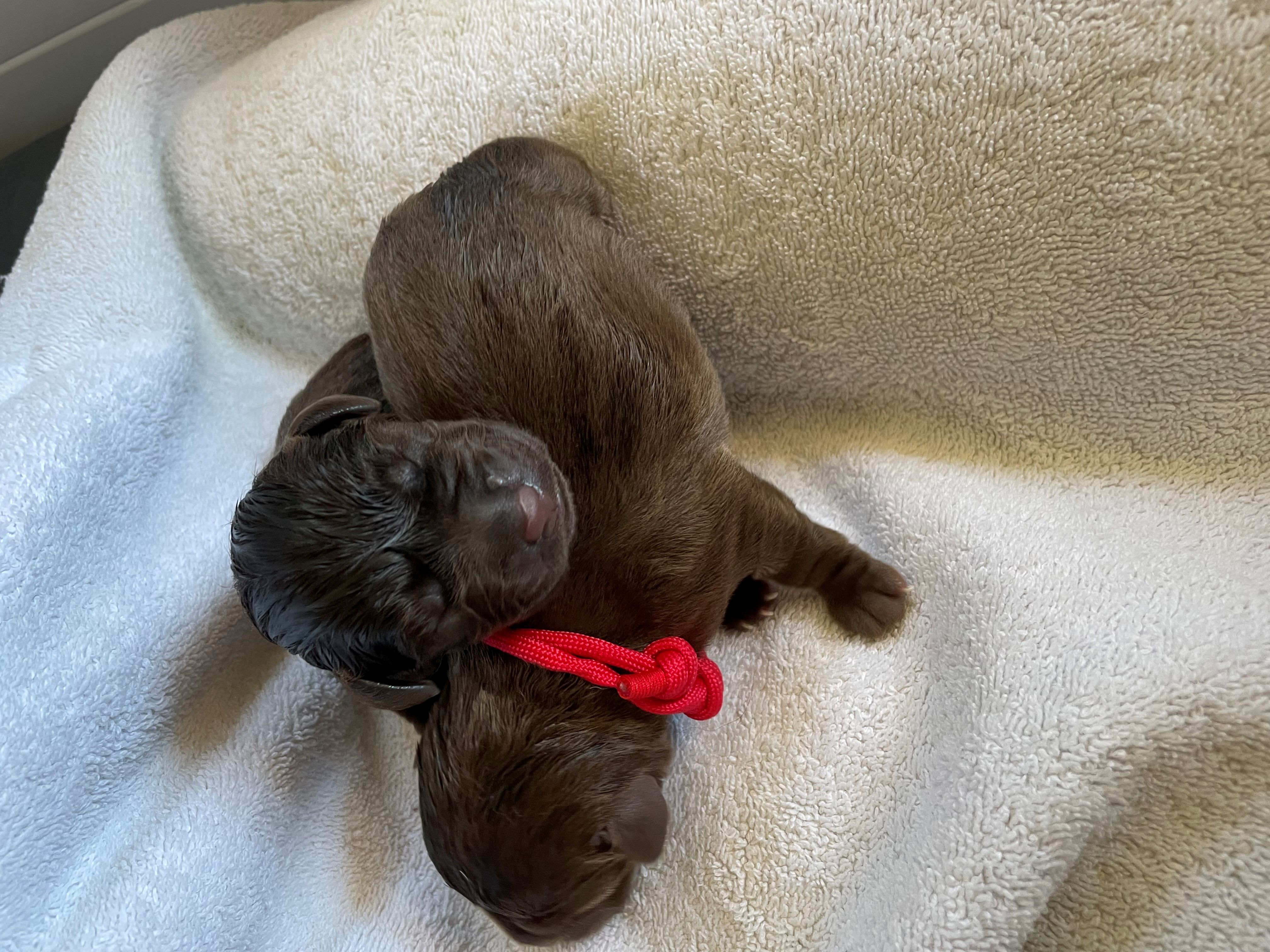 image_67173889-resized