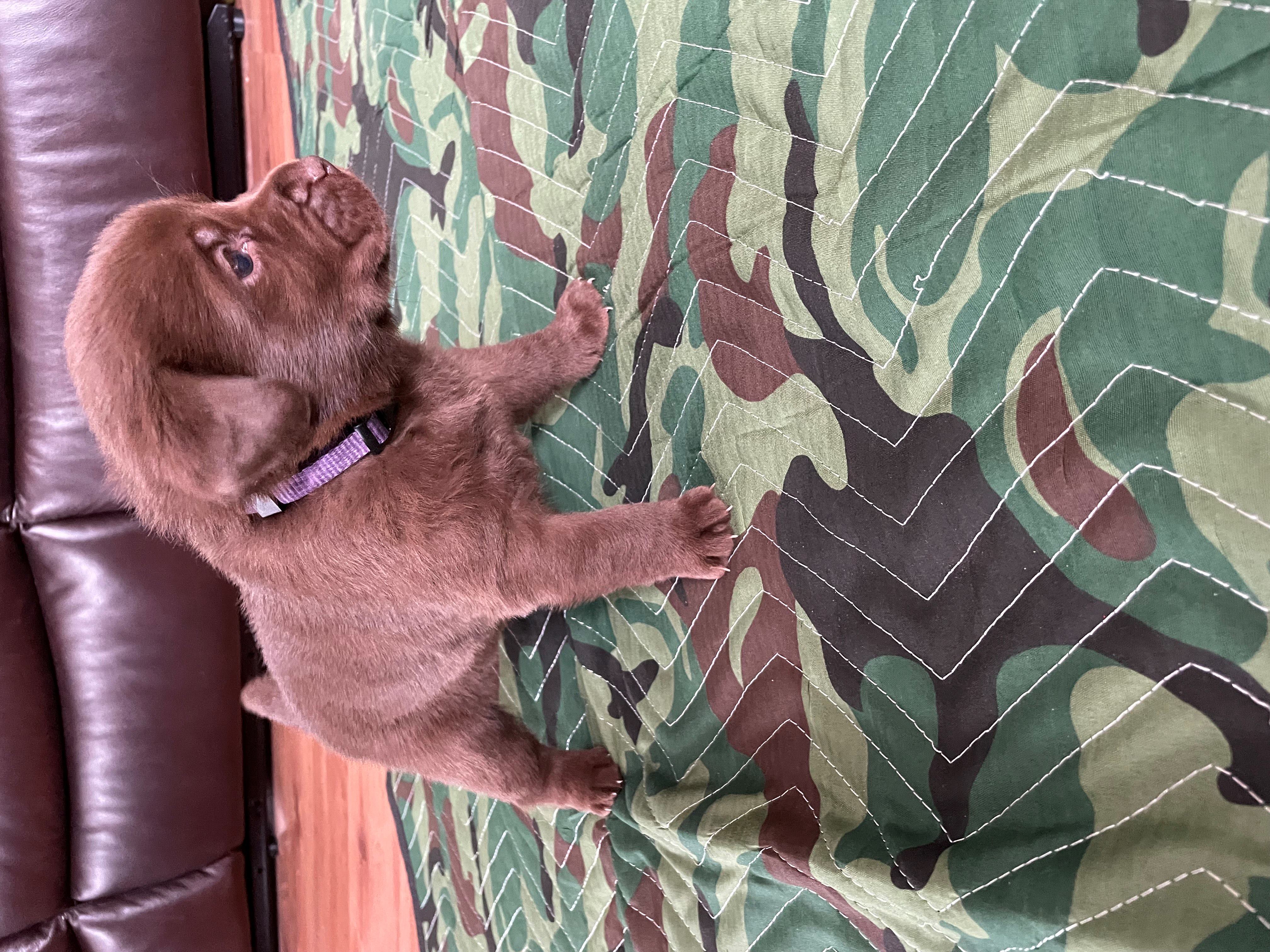 IMG_8739 - Purple-Resized